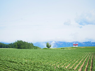 北海道の風景 美瑛町 赤い屋根の建物と畑