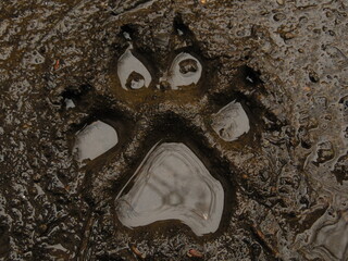 Huella de un perro en el barro