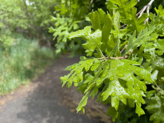 Closeup of wet white oak tree leaves with rain drops on leaves looking down walking path