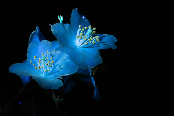 light blue flowers under ultraviolet light