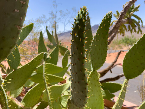 Many different kinds of cactus growing together in the desert