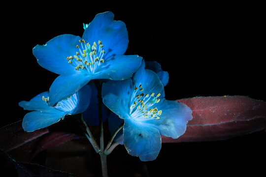 Light Blue Flowers Under Ultraviolet Light