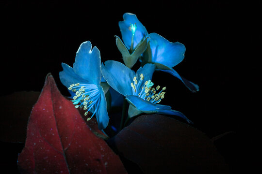 Light Blue Flowers Under Ultraviolet Light