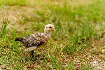 Little brown chicken walking on a grass