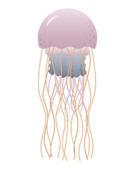 Pink jellyfish.