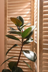 Beautiful Ficus elastica plant near folding screen indoors