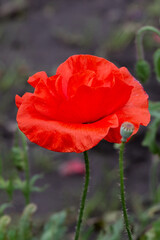 One Blooming red poppy in the garden