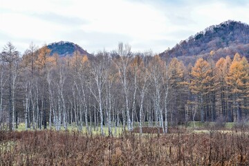 落葉した白樺とカラマツの黄葉のコラボ情景＠小田代ヶ原、栃木