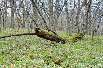 戦場ヶ原で見た苔むした倒木の情景＠栃木