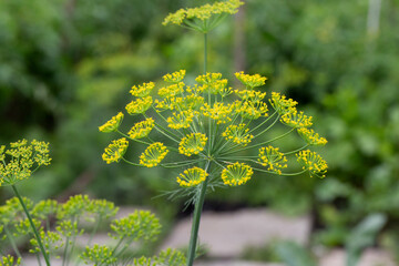 Flower of green dill fennel . Green background with flowers of dill