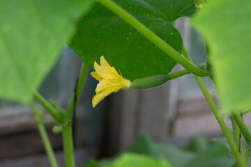 A green cucumber with flowers growing in a garden or in a greenhouse. The concept of harvesting.