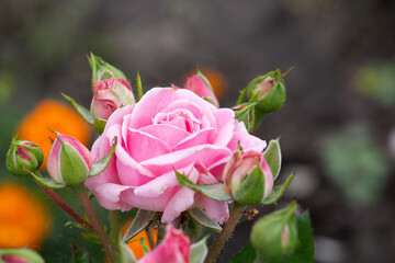 Blooming pink rose (Rosaceae) with buds in the garden.