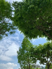 trees and sky