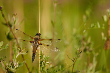 Close up of a Four Spotted Chaser dragonfly perched on a reed with delicate wings outstretched, set against a soft green background