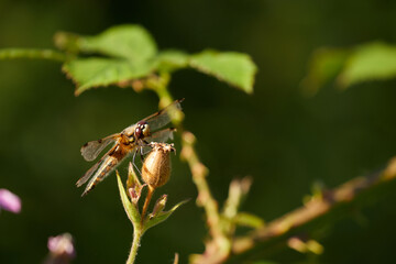 Four Spotted Chaser dragonfly perched on a bud