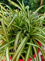 close up of spider plant