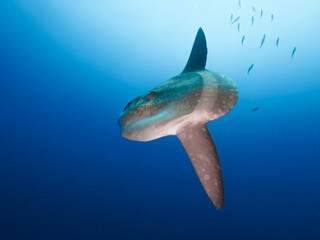 Looking up at Hoodwinker sunfish (Nusa Lembongan, Bali, Indonesia) - obrazy, fototapety, plakaty