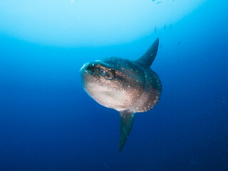 Hoodwinker sunfish in a blue water (Nusa Lembongan, Bali, Indonesia) - obrazy, fototapety, plakaty