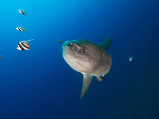 Hoodwinker sunfish with Bannerfish and Angelfish (Nusa Lembongan, Bali, Indonesia) - obrazy, fototapety, plakaty