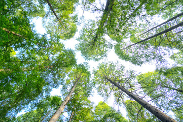 Low-angle shot of big green trees, clear sky background