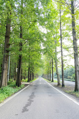 Obraz premium Tall and verdant trees on both sides of the asphalt road
