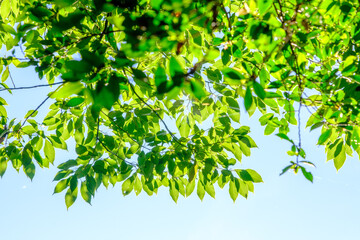 梅雨明けの森。緑が一層みずみずしくフレッシュ。爽やかな風が吹く朝