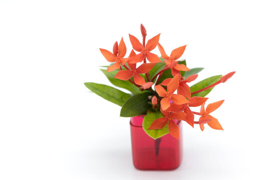 West Indian Jasmine flowers and leaves in red vase isolated on white background.Ixora.