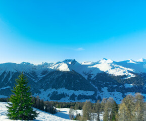 Switzerland, Alps, some green pine trees on the hillside