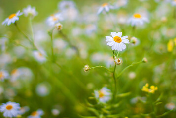 Beautiful background of many blooming daisies field. Chamomile grass close-up. Beautiful meadow in springtime full of flowering daisies with white yellow blossom and green grass 