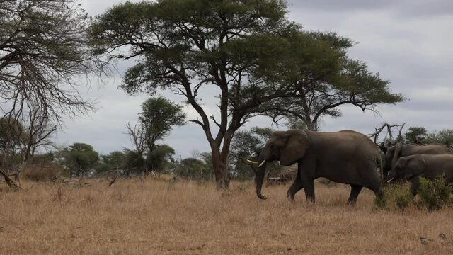  Breeding herd of african elephants on the move