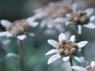 スイスアルプスの妖精　エーデルワイス