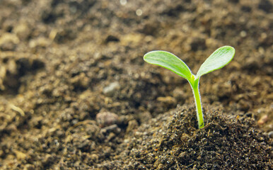 A seedling with two leaves growing in black soil