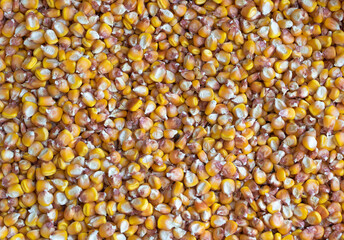 Closeup shot of corn - background and wallpaper