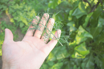 Closeup shot of dill in a person's hand