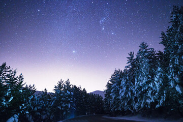 At night, the sky is full of stars. The pine trees are covered in snow. A beautiful winter view