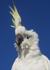 Portrait of a Sulphur-Crested Cockatoo with Broken Beak