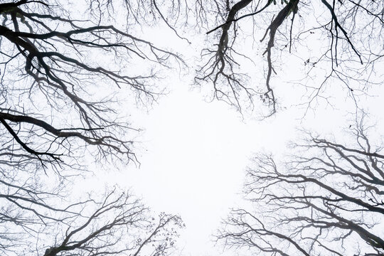 Low angle view of dry trees and branches against the sky