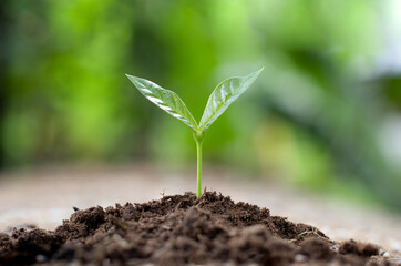 A small tree growing on fertile soil against a natural green backdrop.