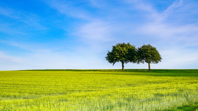 Under the blue sky and white clouds, two trees grow in the vast, green wheat field © Wheat field