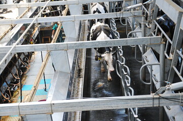 Cows are standing in a stall on the territory of a farm and a dairy plant.