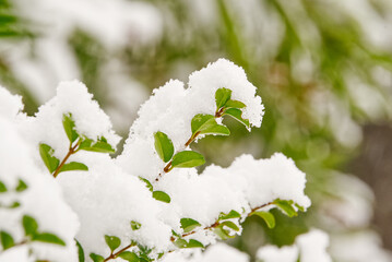 Close up of snow-pressed green branches in the winter, showing tenacious vitality; selective focus