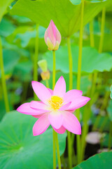 Close up of a blooming pink lotus and a flower bud in a lotus pond, with green lotus leaves as the background