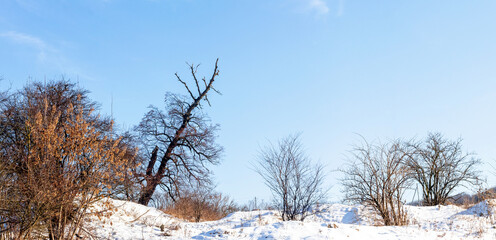 Winter landscape, panorama, with bare trees on a snowy surface in sunny weather