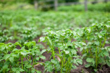 Rows of potatoes in the home garden. Preparation for harvesting. potato plants in rows on a kitchengarden farm springtime with sunshine. Green field of potato crops in a row. Growing of potato.