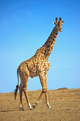 Girafe du Kenya Masaï, giraffa tippelskirchi Masaï Mara Afrique Kenya