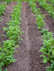 Rows of potatoes in the home garden. Preparation for harvesting. potato plants in rows on a kitchengarden farm springtime with sunshine. Green field of potato crops in a row. Growing of potato.