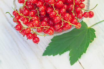 Ripe berry garden red currant is collected in summer from a bush in a glass plate on a white background