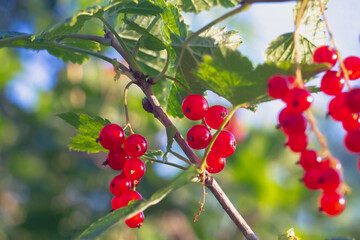 Red berries of red currant are spiced on a currant bush in the summer in a berry garden