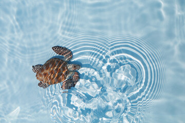 Sea turtle swimming in the blue water. Top view.