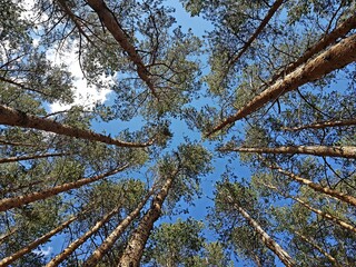 The trunks of trees stretching to the blue sky
